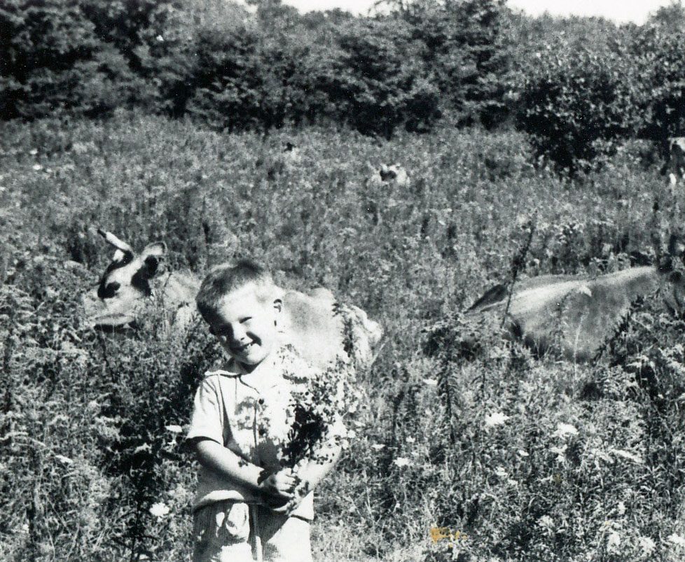 Little boy in a field with cows behind him.