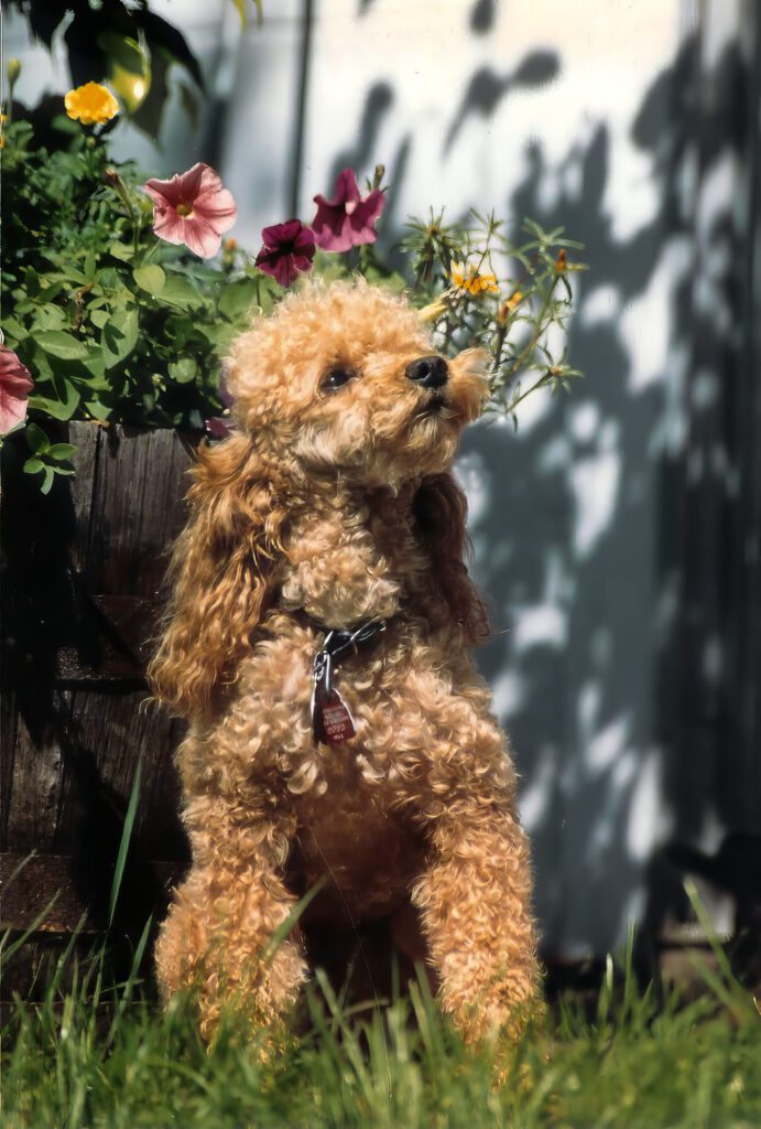 Brown, curly-haired poodle in a garden with his nose raised.